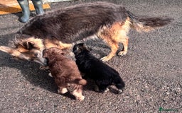 German Shepherd dogs for sale: Beautiful German Shepherd Puppies  - Image 11