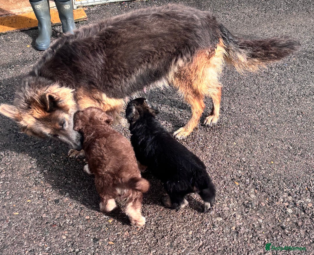 German Shepherd dogs for sale: Beautiful German Shepherd Puppies  - Image 11