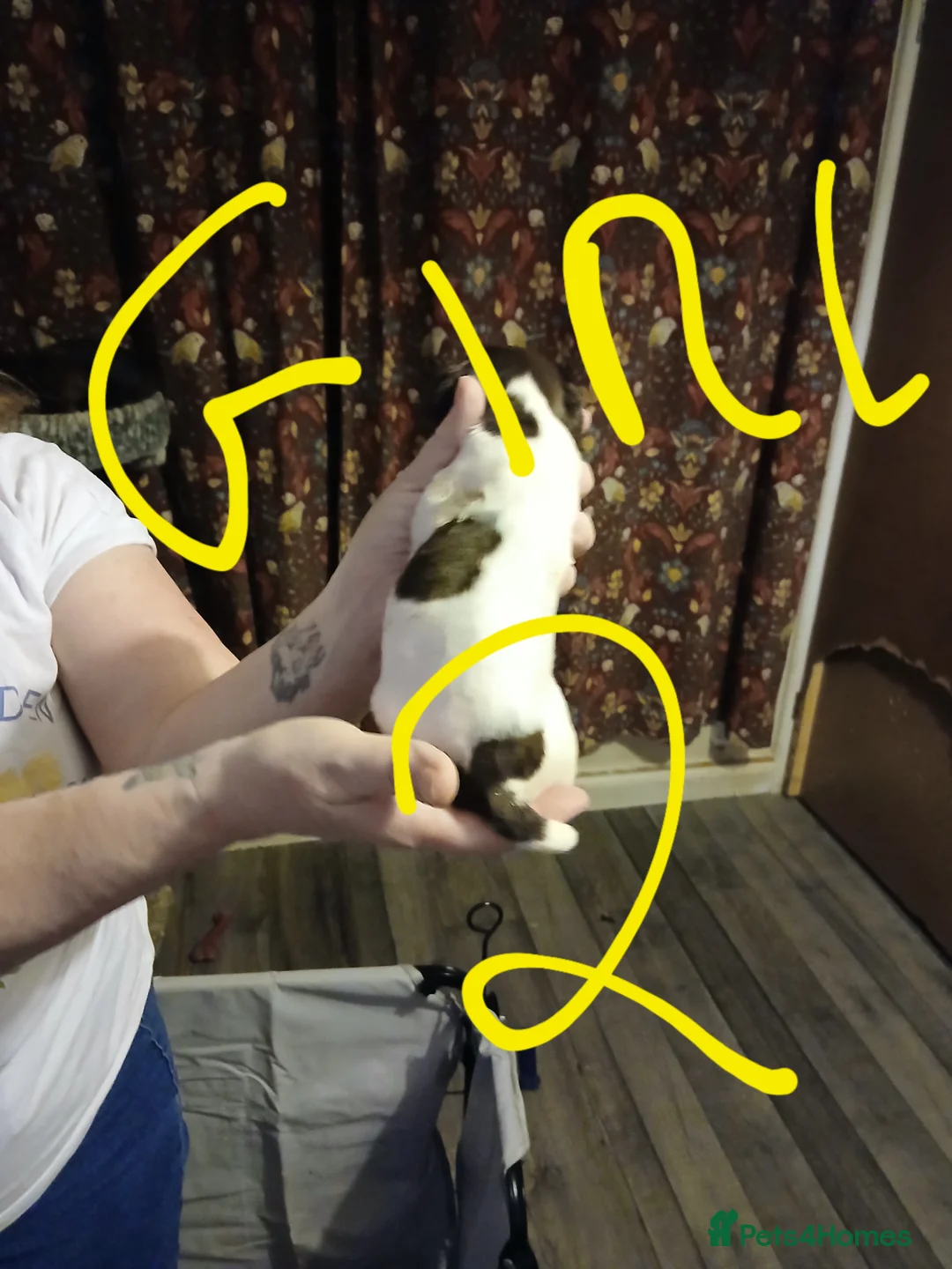 English Springer Spaniel dogs for sale: Springer spaniel  - Advert 9