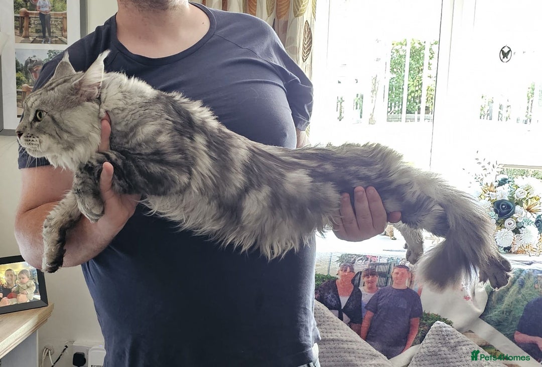 Maine Coon cats for stud: STUNNING SILVER MAINECOON FOR STUD - Advert 5