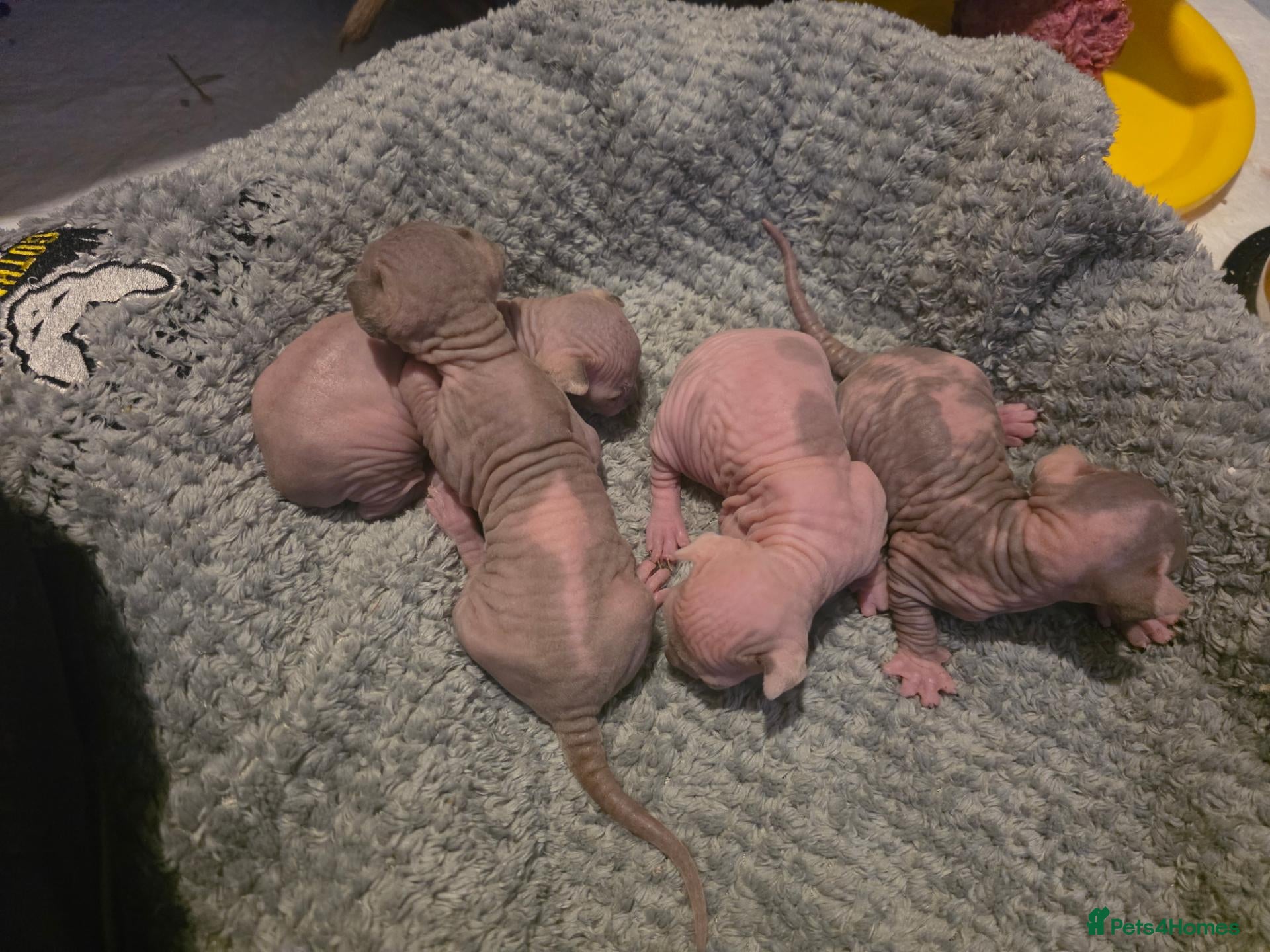 Sphynx cats TICA Sphynx kittens wait list for reservation - Advert 7