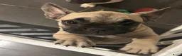 French Bulldog dogs for sale: Female fawn coat and a black mask. - Advert 38