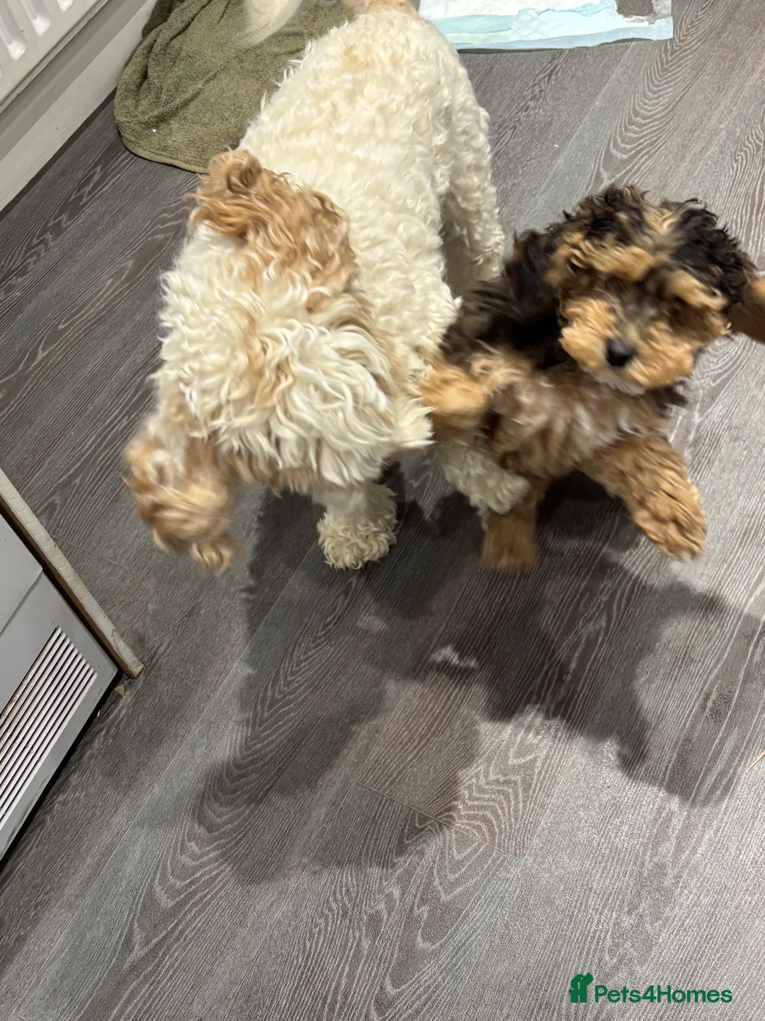 Cockapoo dogs for sale: Toy cockerpoo  - Advert 8