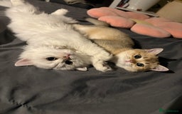 British Shorthair cats for sale: 🐾 Purebred British Shorthair & Longhair Kittens  - Image 7