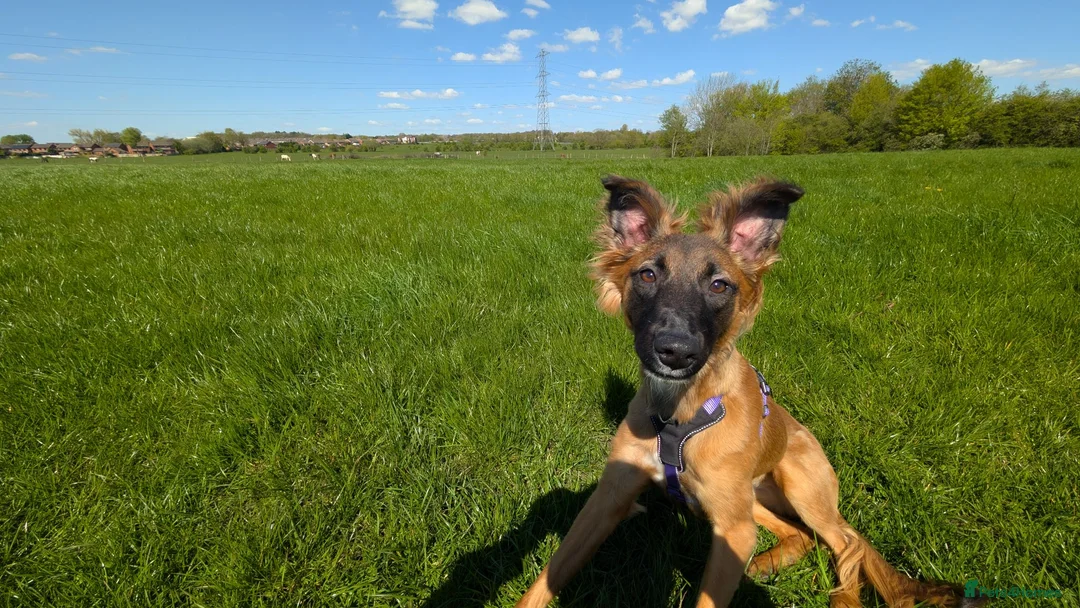 Mixed Breed dogs for sale: Gorgeous Roo for Rehoming in Darwen - Advert 5