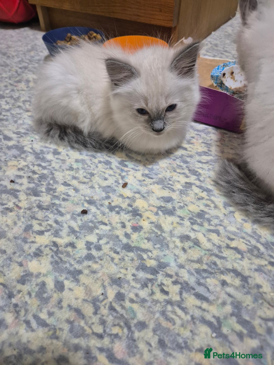 Ragdoll cats for sale: Pure ragdoll male kittens - Advert 6