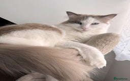 Ragdoll cats for sale: Loving Ragdoll Cats Looking for a New Home £500 in Bolton - Image 14