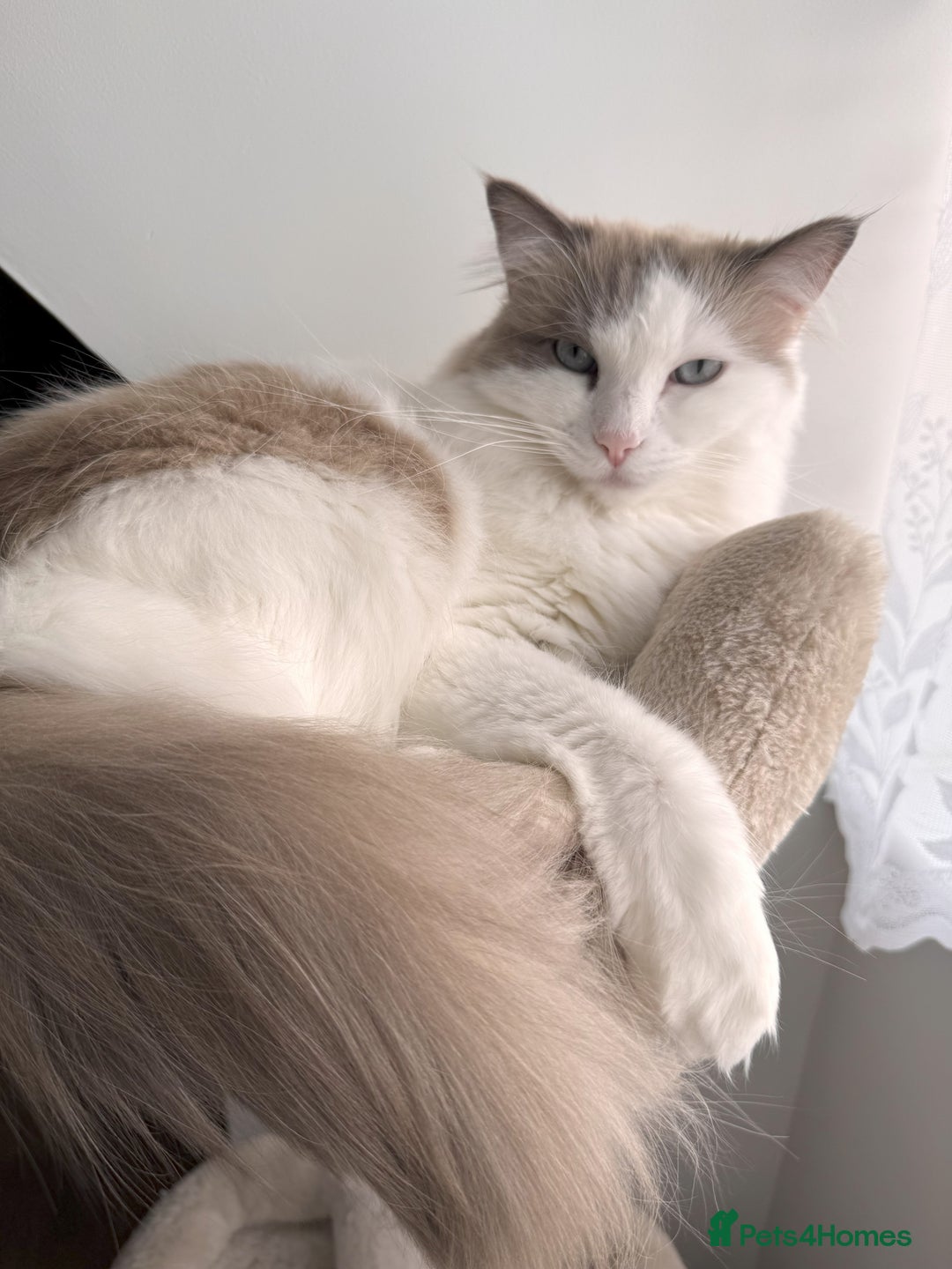 Ragdoll cats for sale: Loving Ragdoll Cats Looking for a New Home £500 in Bolton - Image 14