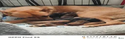 Mixed Breed dogs for sale: Puppies for sale in Welwyn Garden City - Advert 2