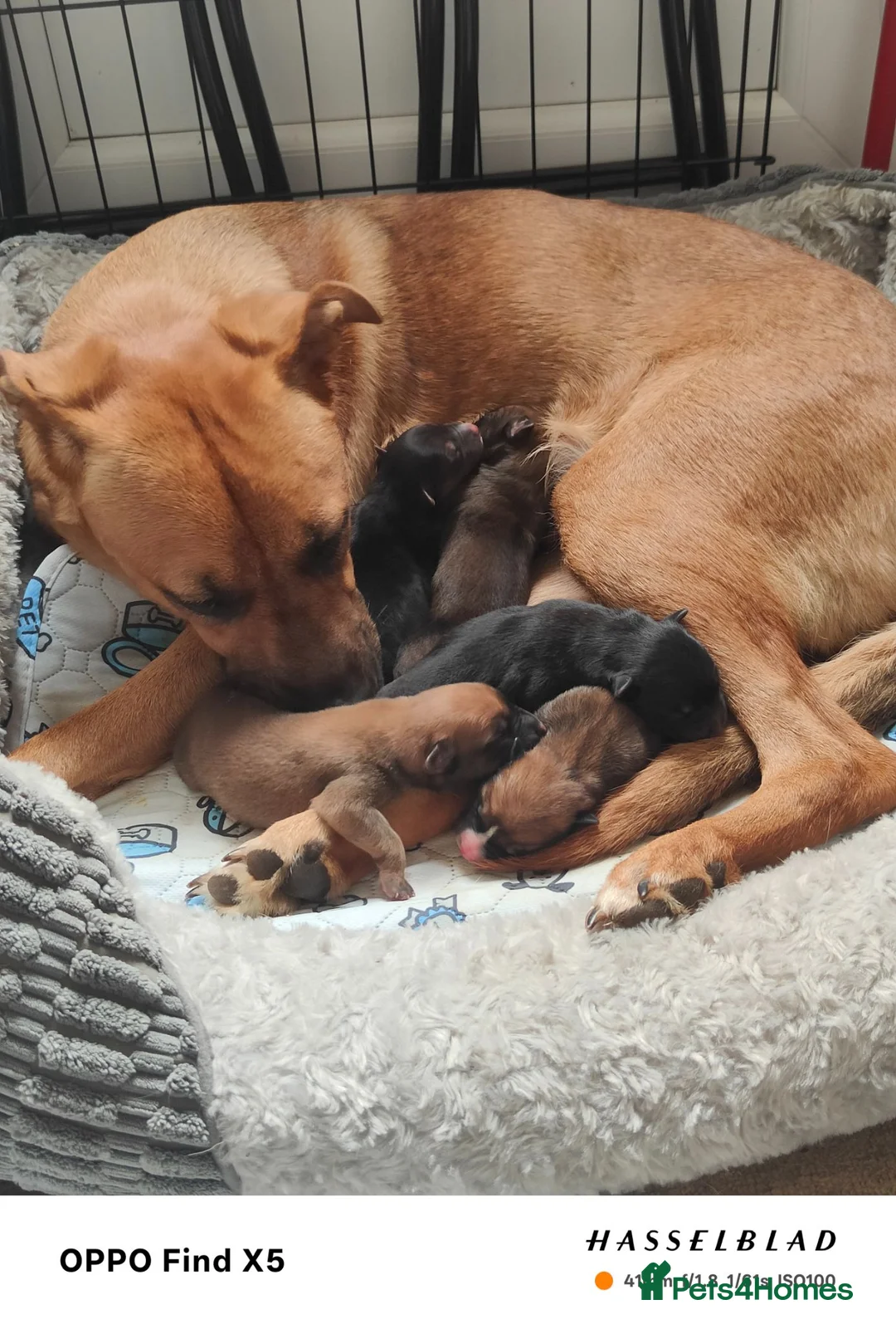 Mixed Breed dogs for sale: Puppies for sale in Welwyn Garden City - Advert 2