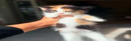 British Shorthair cats for sale: Stunning British Shorthair Kittens Ready Now! - Advert 36