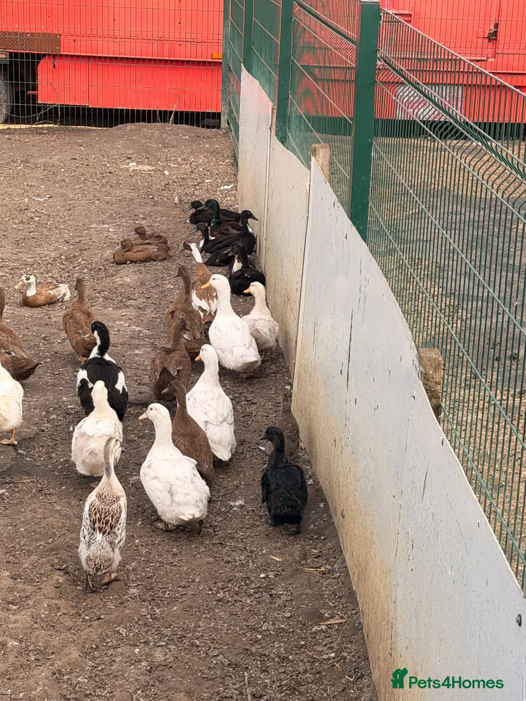 Ducks poultry for sale: Ducks Aylesbury and runners  - Advert 1
