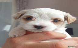 Maltipoo dogs for sale: 6 Pedigree Club registered Maltipoo puppies - Image 18