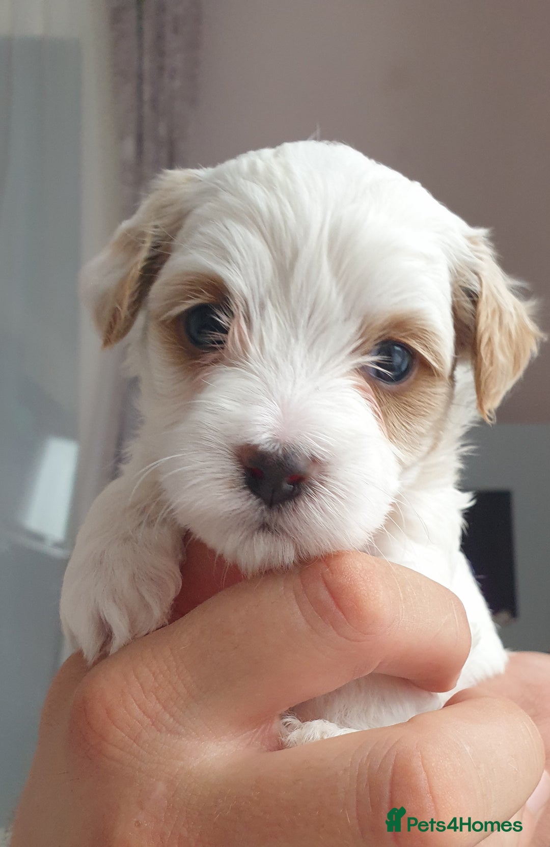 Maltipoo dogs for sale: 6 Pedigree Club registered Maltipoo puppies - Image 18