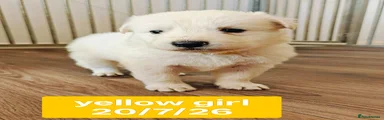 Yellow Collar Girl