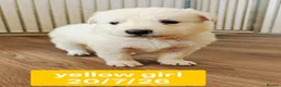 White Swiss Shepherd dogs for sale: Stunning KC reg long-coated White Swiss Shepherd - Advert 13