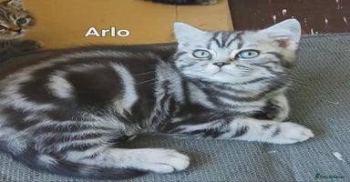 British Shorthair cats - Advert 15