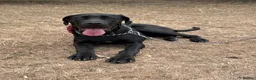 Cane Corso dogs for sale: Loving Cane Corso Boy - Advert 2