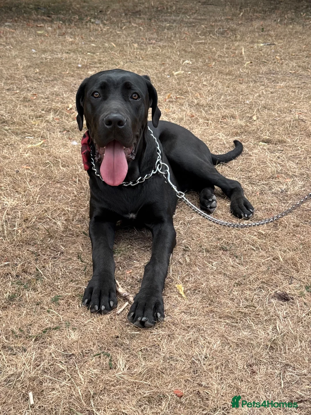 Cane Corso dogs for sale: Loving Cane Corso Boy - Advert 2