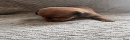 Miniature Dachshund dogs for sale: Kc registered mini dachshunds puppies 🐶  - Advert 27