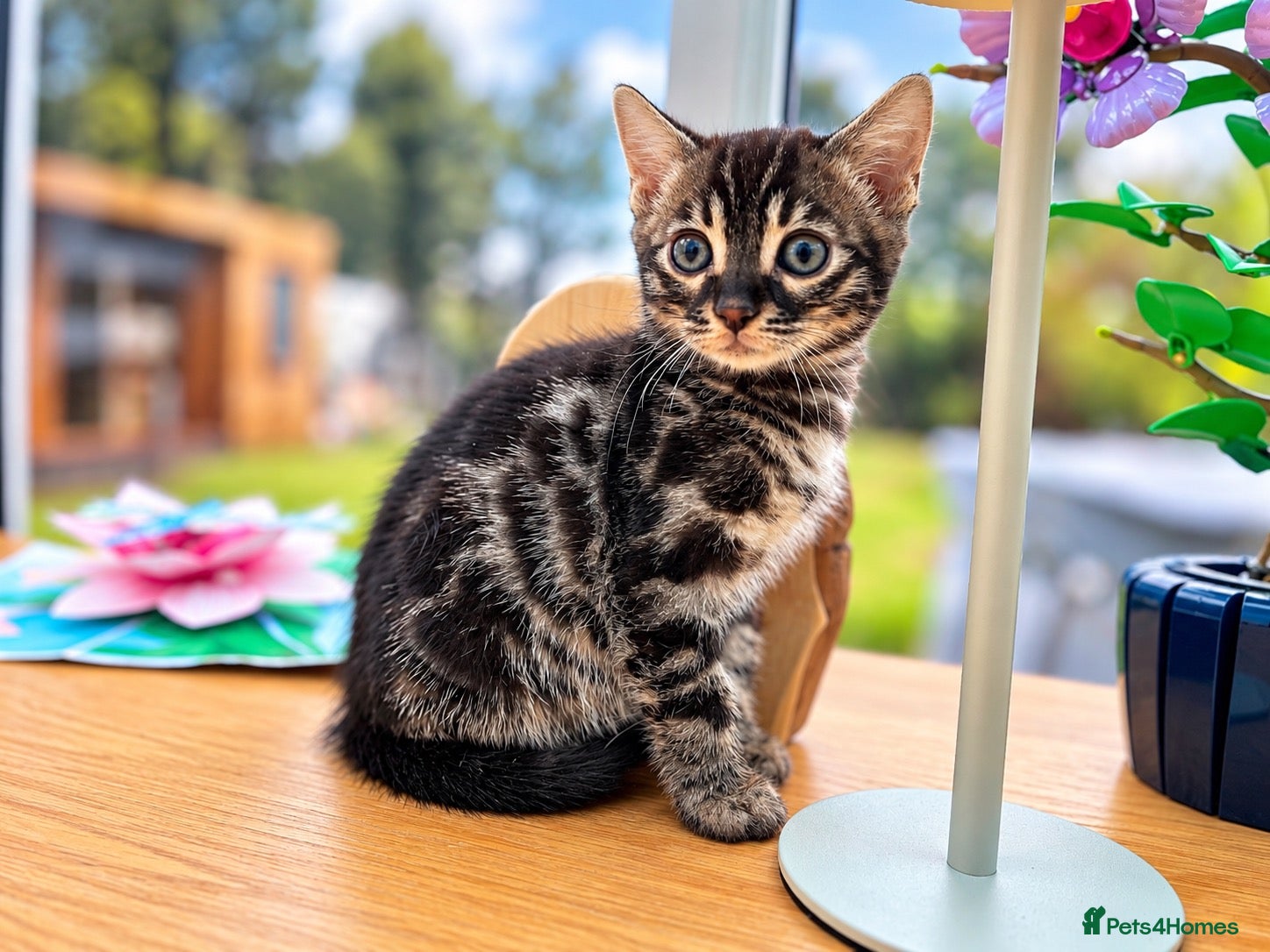Bengal cats for sale: 🐆 2 BEAUTIFUL TICA BENGAL GIRLS – £1,200 EACH 🐆 - Advert 1