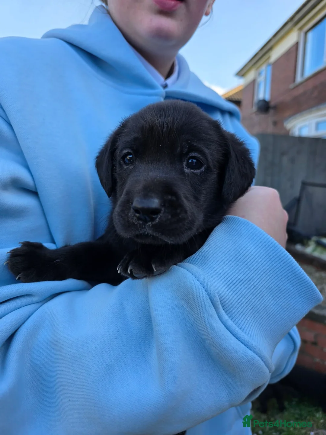 Labrador Retriever dogs for sale: Stunning KC Labrador Puppies With Mam&Dad at Home - Advert 27