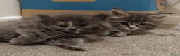 Maine Coon cats for sale: Purebred female main coon kitten - Advert 15