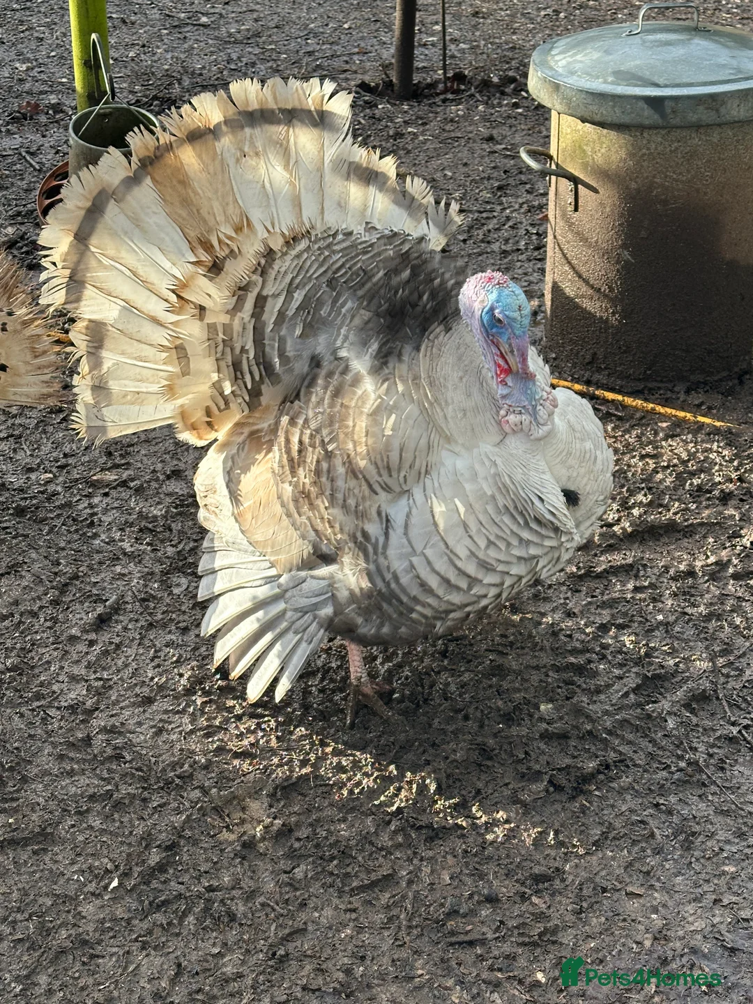 Turkeys poultry for sale: Crollwitzer male ( Stag) Turkey. Available now.  - Advert 2