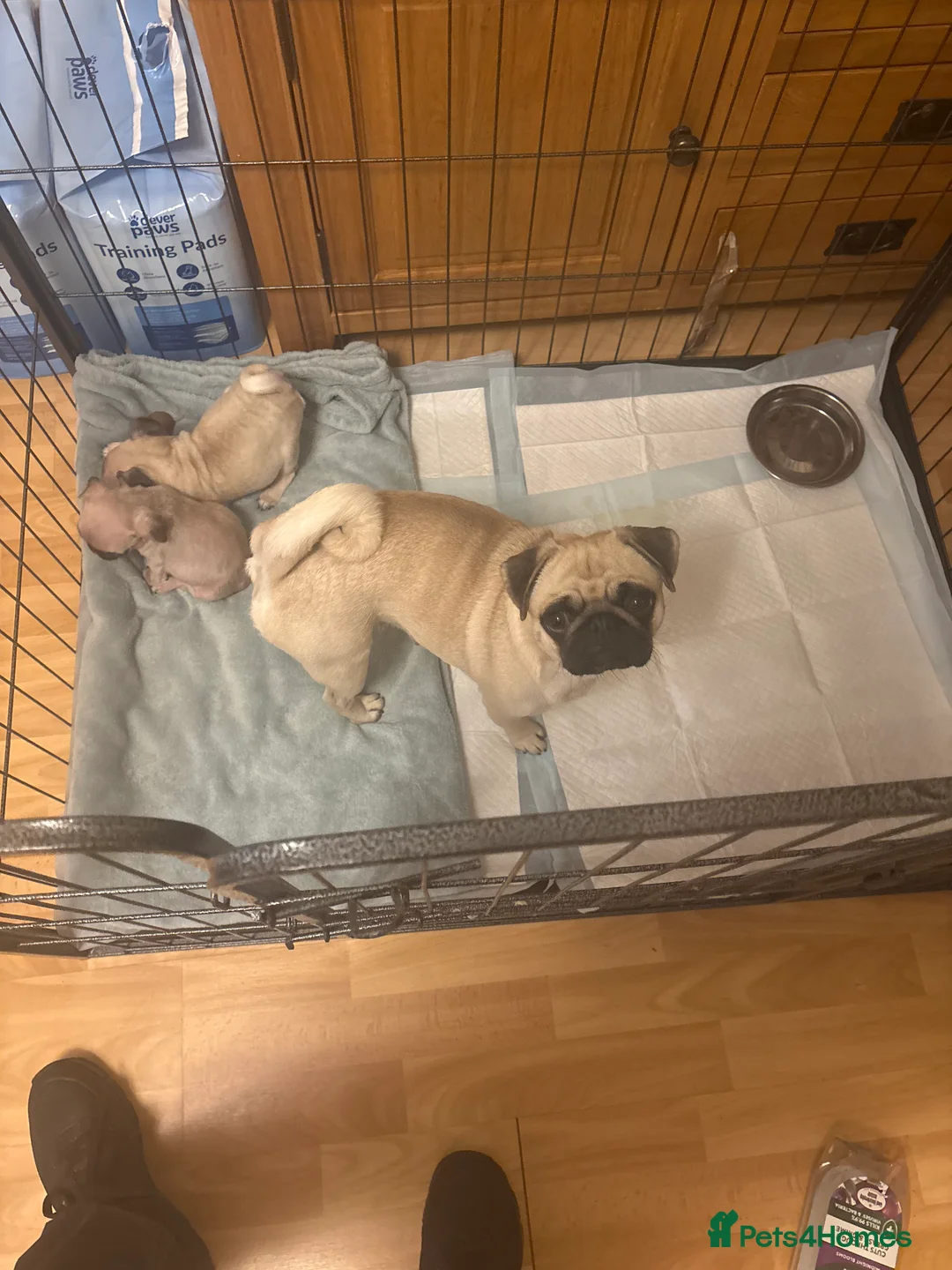 Pug dogs for sale: Gorgeous wee boy and girl pups - Advert 8
