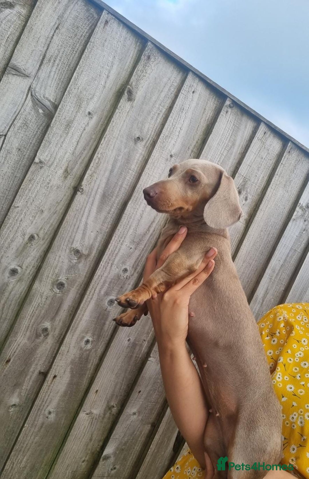 Miniature Dachshund dogs for sale: ❤️KC registred miniature daschund❤️ - Advert 3