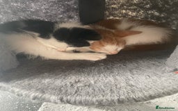 British Shorthair cats for sale: 2 male kittens remaining  - Image 25
