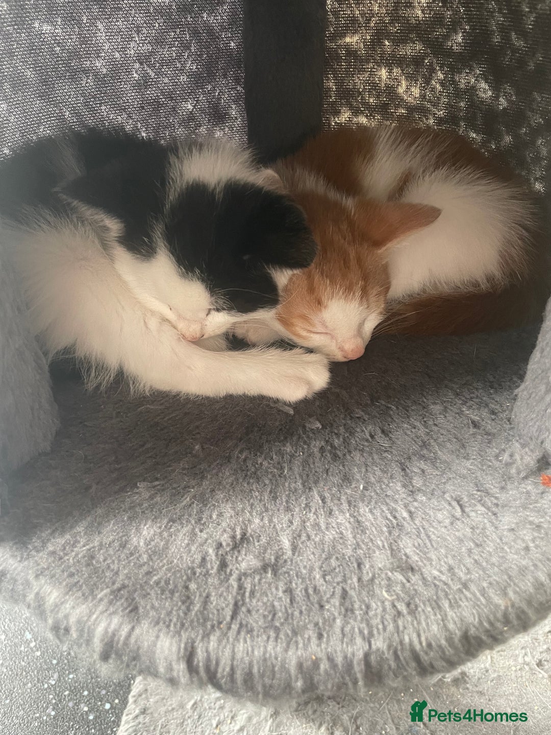 British Shorthair cats for sale: 2 male kittens remaining  - Image 25