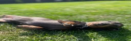Miniature Dachshund dogs for sale: £600 Pair Miniature Dachshunds seeking loving home in Newark - Advert 4