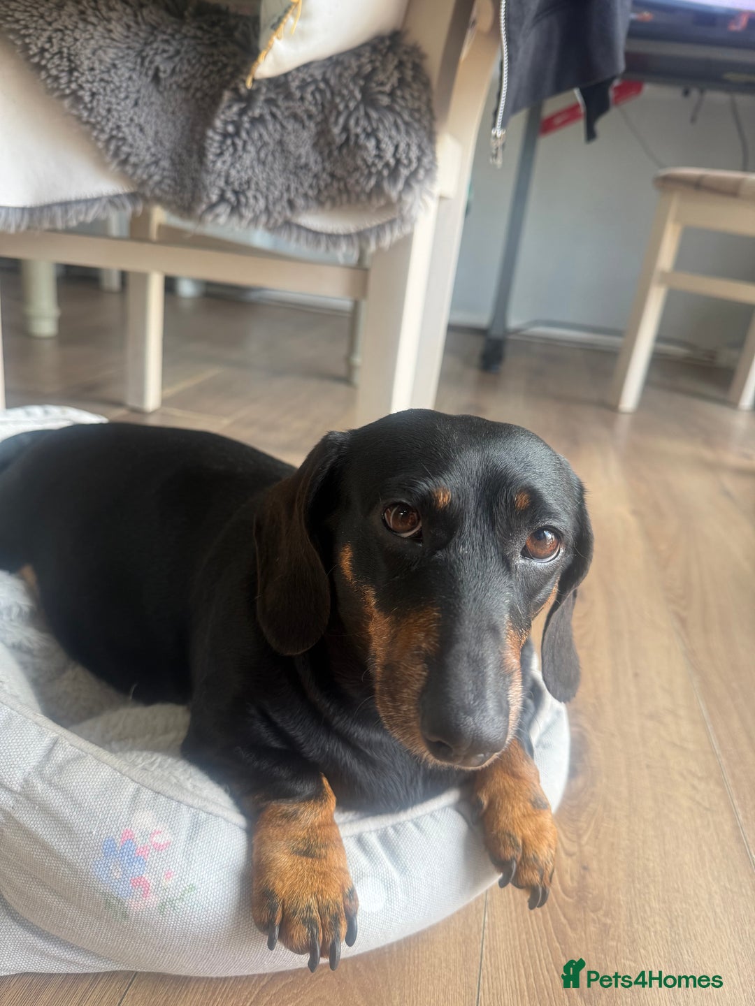 Dachshund dogs for sale: 6. Year old KC reg mini Dauchhound female - Image 4