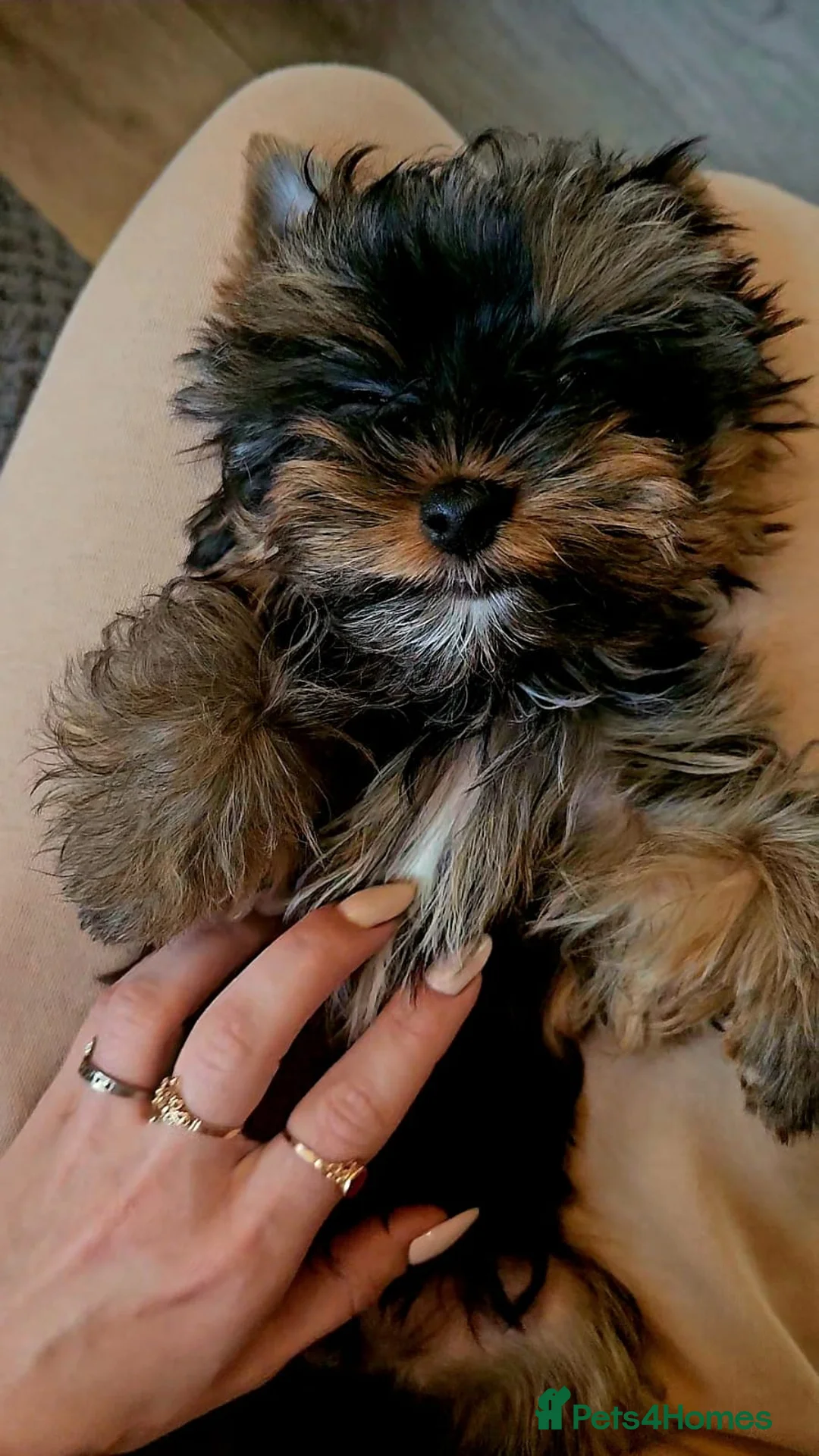 Yorkshire Terrier dogs for sale: Beautiful little Girl 💕Tiny Yorkshire Terrier  - Advert 4
