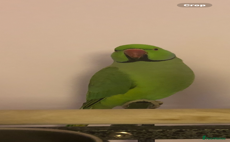 Ringnecks birds - Advert 16