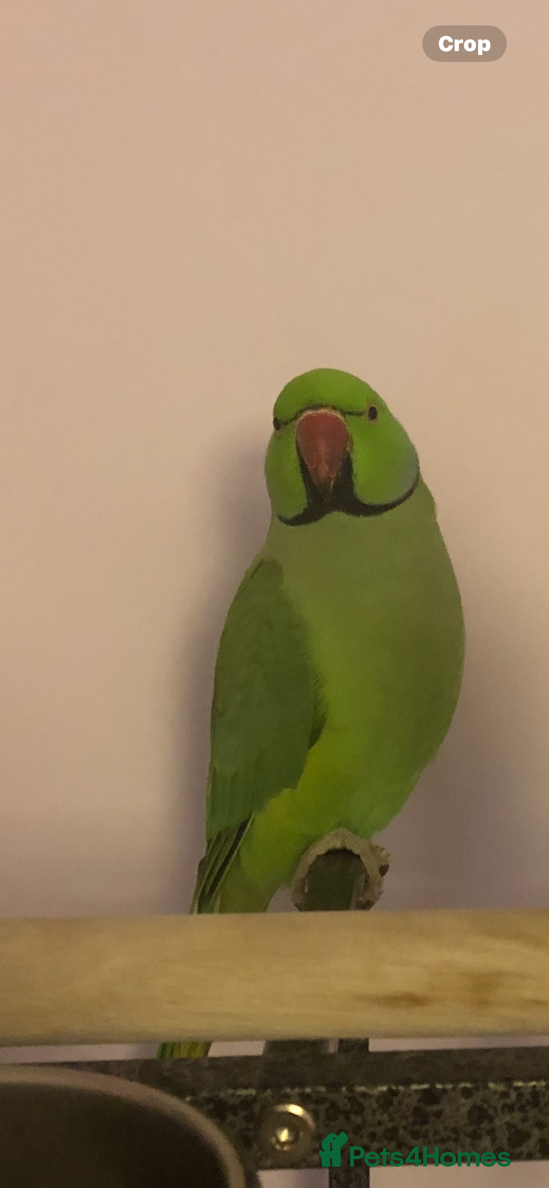 Ringnecks birds for sale: Ring neck for adoption - Image 1