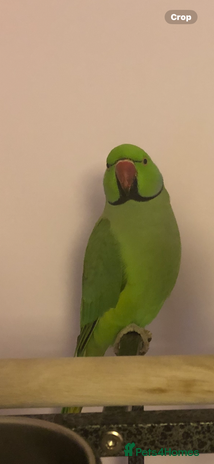 Ringnecks birds - Advert 16