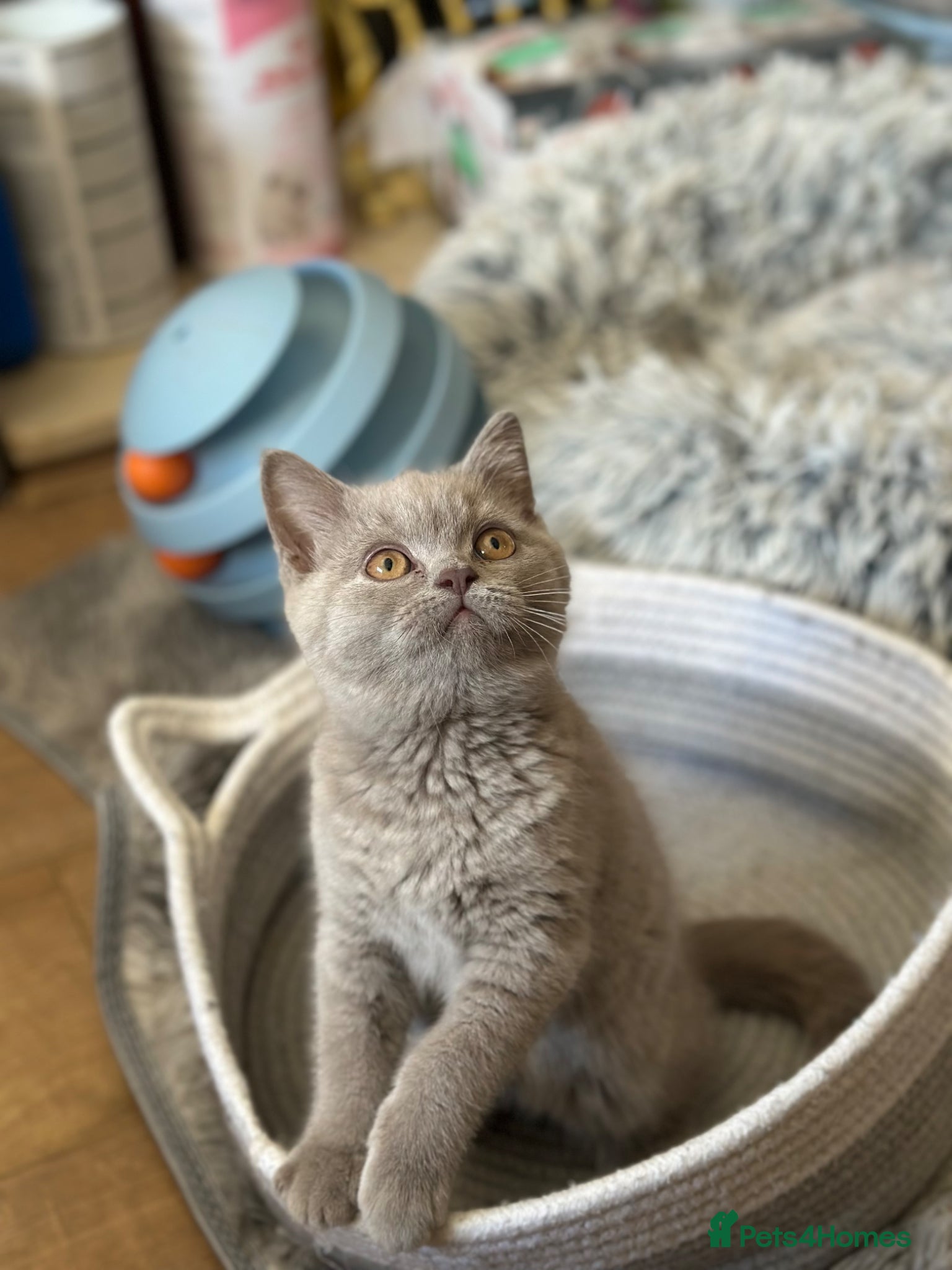 British Shorthair cats Reserved  - Advert 1
