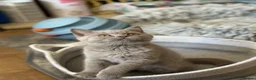 British Shorthair cats for sale: Gccf registered kittens  - Advert 1