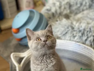 British Shorthair cats Reserved - Advert 1