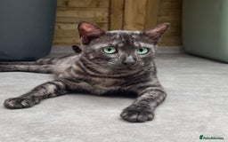 Bengal cats for sale: 😻🐈‍⬛OUTSTANDING PEDIGREE BENGAL 🐈‍⬛ 💯 - Image 18