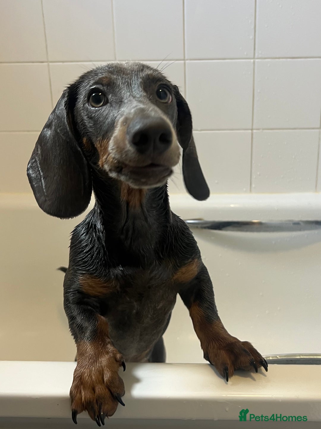 Dachshund dogs for sale: Grey and Tan Male Dachshund 17 months old - Advert 6