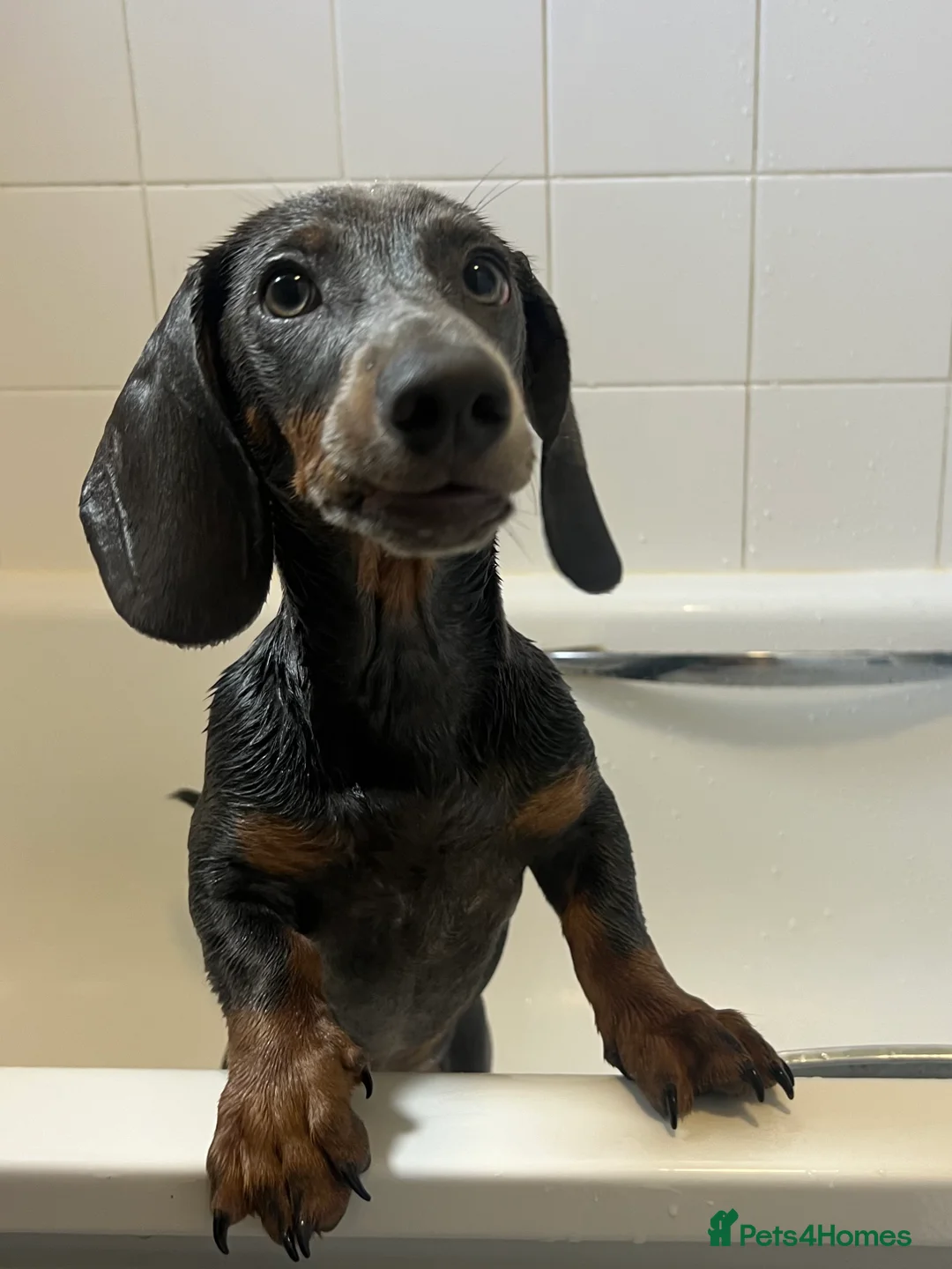 Dachshund dogs for sale: Grey and Tan Male Dachshund 17 months old - Advert 6