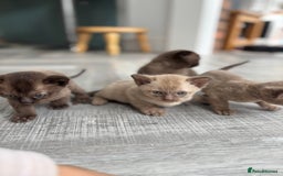 Burmese cats for sale: GCCF registered Burmese Kittens  - Image 1