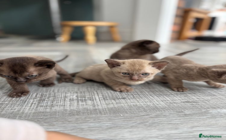Burmese cats - Advert 1