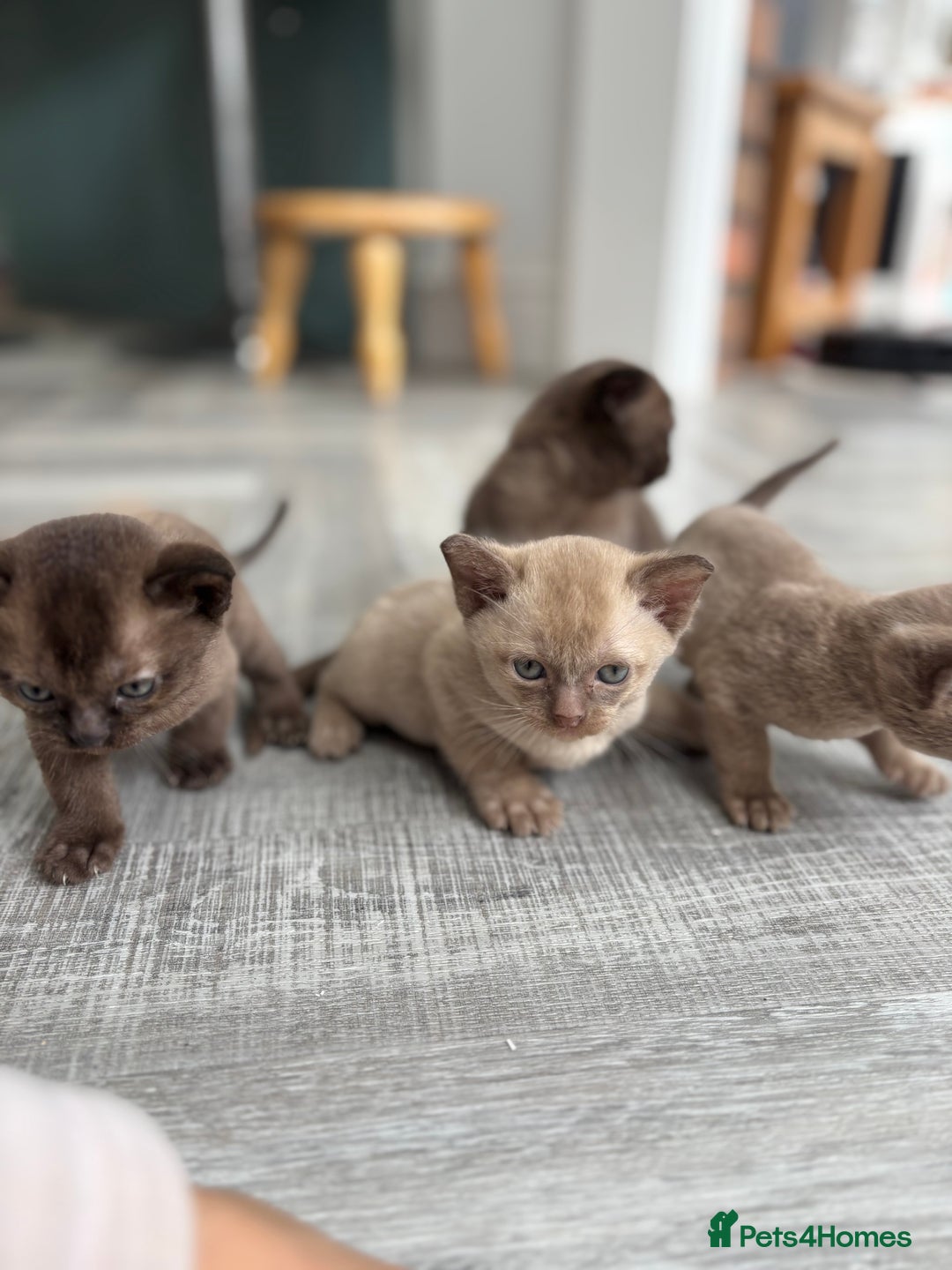 Burmese cats for sale: GCCF registered Burmese Kittens  - Image 1