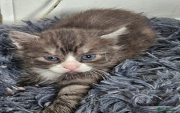 British Shorthair cats for sale: Lovely little British short haired kittens  - Image 15