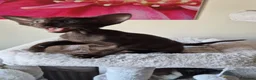 Oriental cats for sale: GCCF Registered Oriental and Siamese Kittens - Advert 18