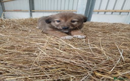 Border Collie dogs for sale: Beautiful long hair puppies  - Image 14